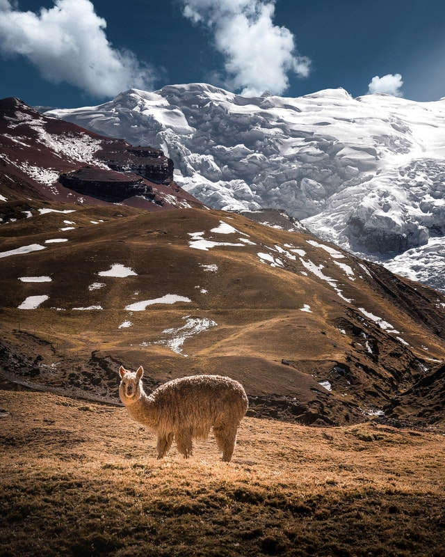 lama